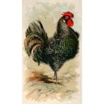 Black frizzled fowl