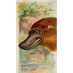 Duck-billed platypus