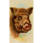 Painted wild boar