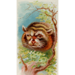 Cigarette card - Raccoon