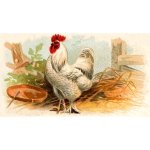 White chicken color illustration