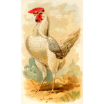 White Leghorn Hen