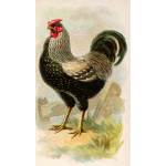 Wyandotte Chicken