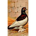 Cigarette card - Tumbler Pigeon