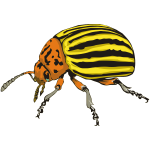 ColoradoBeetle