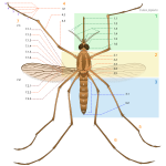 Culex pipiens diagram num