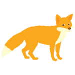 Cute fox