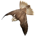 Falcon3