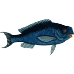 Blue parrotfish