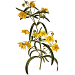 FourFloweredLooseStrife