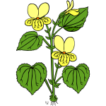 Vector illustration of viola glabella flower