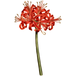 GlaucousLeavedAmaryllis