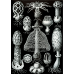 Haeckel Basimycetes