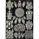 Haeckel Bryozoa 33