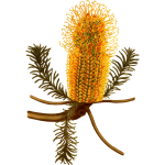 Heath Leaved Banksia