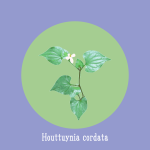 Houttuynia cordata