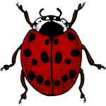 LadybirdColour