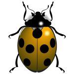 Ladybug vector image