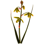 LargerAlbuca