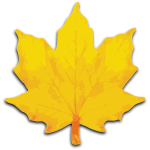 Single yellow leaf