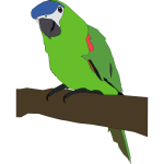 parrot