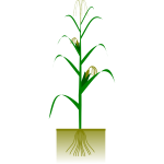 Maize plant