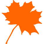 Maple leaf vector image