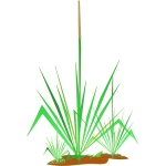 Green grass plant