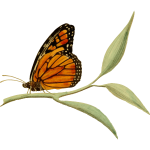 MonarchButterfly2