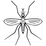 Mosquito