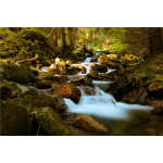 Mountain Stream In Forest