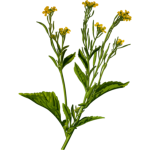 Mustard plant