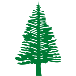 NorfolkIslandPine