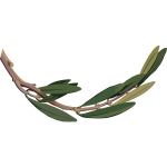 OliveBranch2