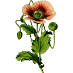 Opium poppy drawing