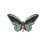 Ornithoptera priamus