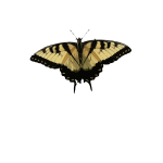 Black and brown butterfly