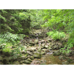 Peaceful Creek In The Woods