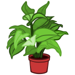 Potted plant image