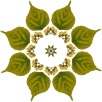 PlantDesign66