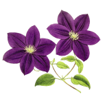 Purple Flowers