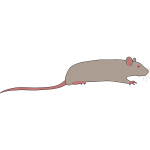 Rat by Rones