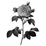 Rose in gray scale