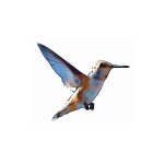 Rufous hummingbird