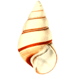 Shell with lines