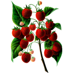 Plant bearing berries