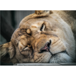 Sleepy Lion