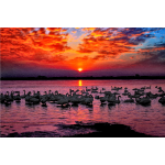 Swan Sunset