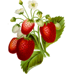 Strawberries2