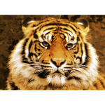 Sumatran tiger